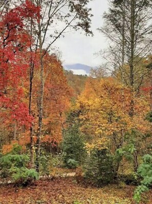 Beautiful fall color form covered deck area