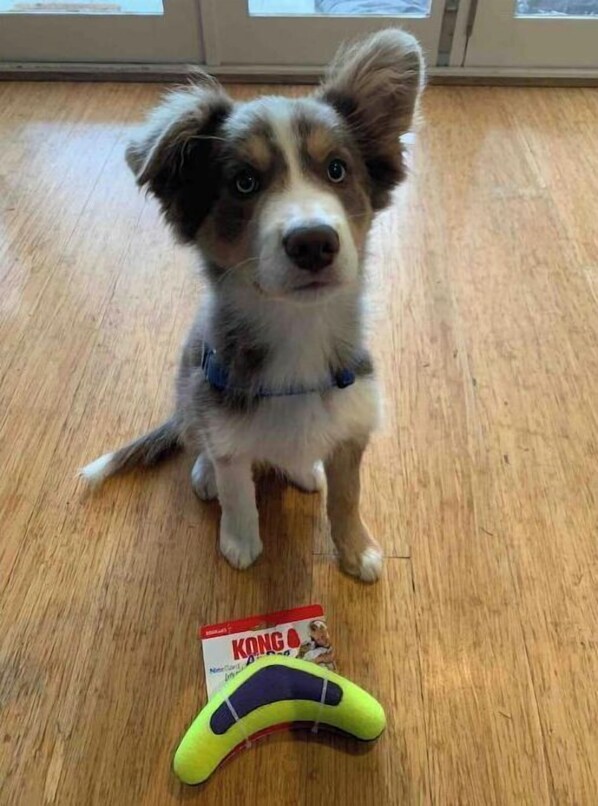 Pet-friendly