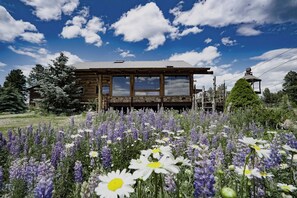 Wildflowers take over in the spring! A colorful delight!