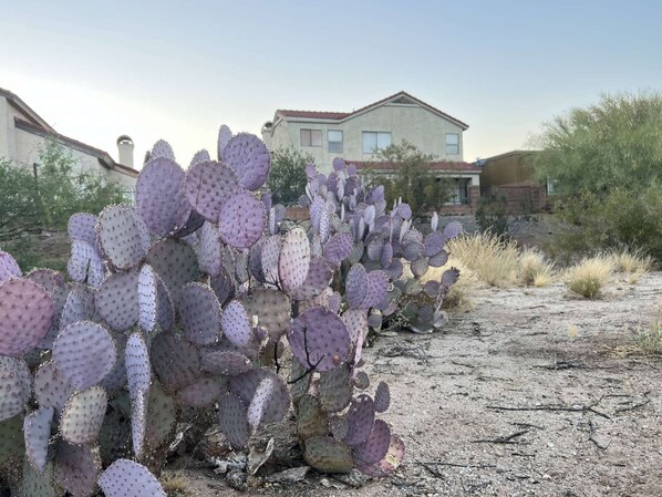 Desert island in your backyard