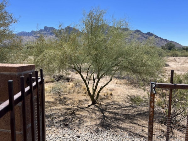 Step into Sonora desert paradise right outside your backyard