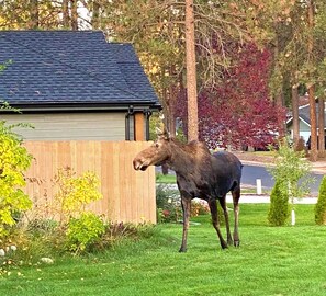 Mrs. Moose out for daily stroll.  Moose are regular visitors in our neighborhood