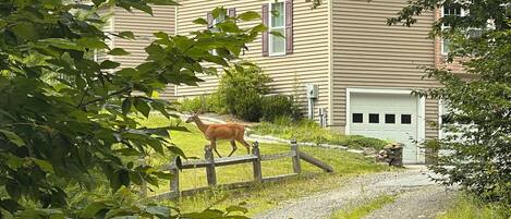 Entry from the driveway