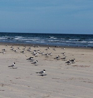 galvestonbungalows.com