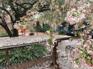 Crab apple in flower 