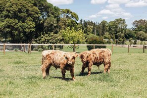 Highland cows