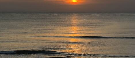 Dolphins passing at sunrise 