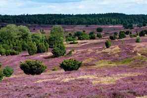 Region [summer] (&gt;5 km)