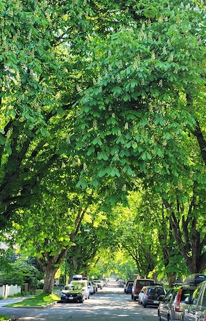 Street, Free Parking