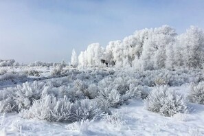 Hoarfrost makes it magical!