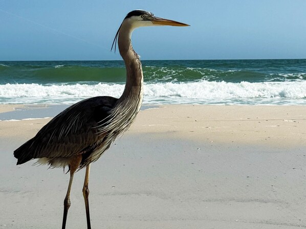 The blue Herron who frequent our condo