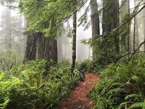 Redwood National Park is just a hike, bike, or drive from your doorstep.