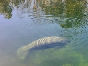 Swim with the Manatee