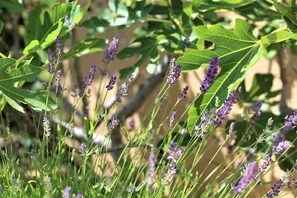 Gîte 'Joëlle' dans le village de Régnié-Durette (Rhône - Beaujolais vignobles - Sud de Mâcon) : la lavande en fleur !