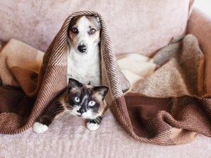 Animaux de compagnie acceptés