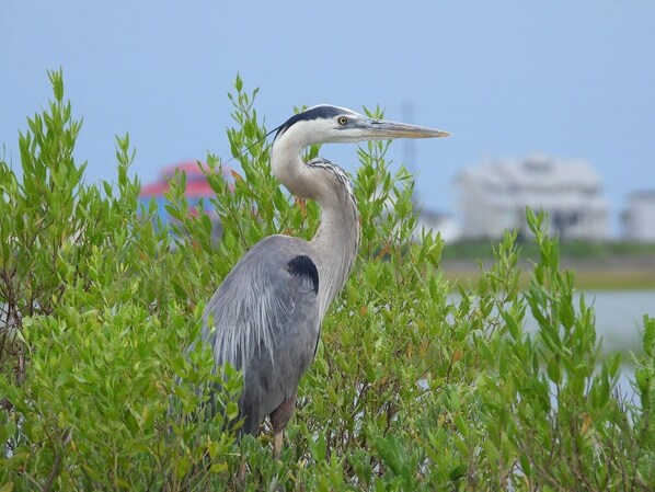 Great bird watching. Catch & Release pond on-site