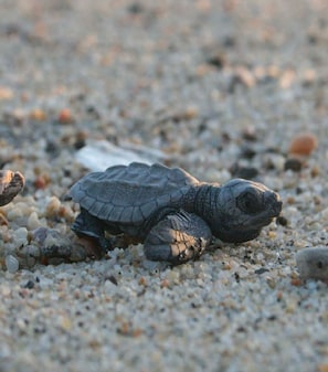 This home adopted an endangered Hawksbill Bale; Travel with Purpose as our Guest