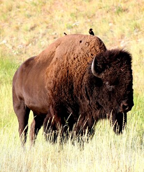 Bison Range entrance only 15 minutes away! All kinds of animals & picnic area! 