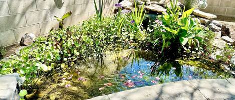 Pond in back yard