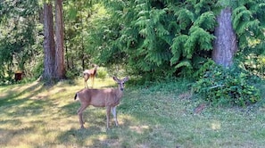 deers at back yard