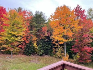 Backyard Fall Foliage