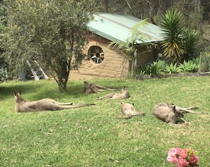 Lazing Eastern Grey kangaroos