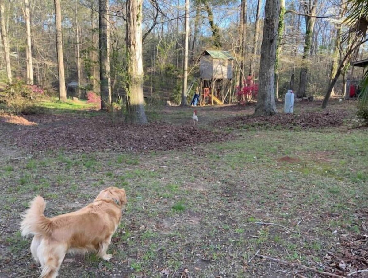Amazing A-Frame on Lake Murray – Pets Welcome