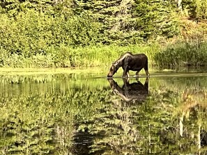Moose are regular visitors to Fishercap Lake, GNP