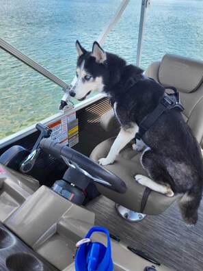 Pet-friendly