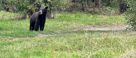 Bear in the front yard. 9/1/2023. The American Serengeti.