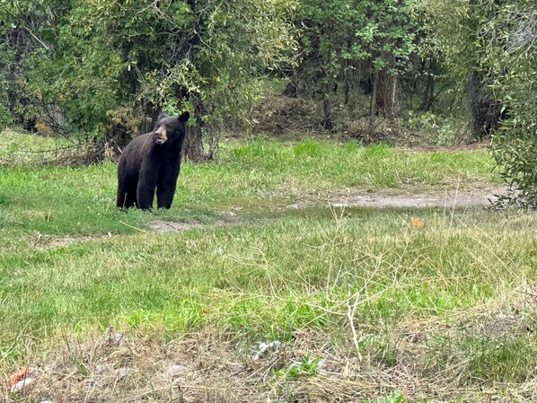 Bear in the front yard. 9/1/2023. The American Serengeti.