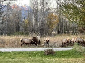 Regular visitors of Elk and Deer. Elk bull and his Harem. Oct 2023.


