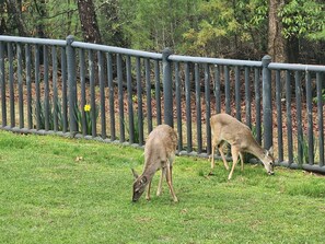 Deer in backyard at Serene Majesty