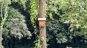 Bat house in a cedar tree in the property grounds