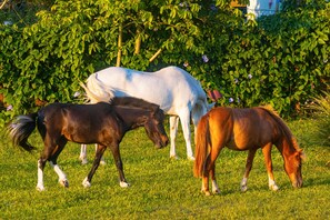 Horseback riding