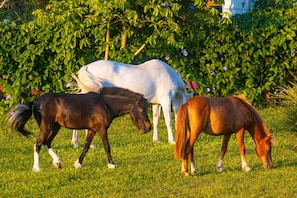 Horse riding