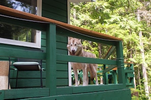 Dogs are welcome!