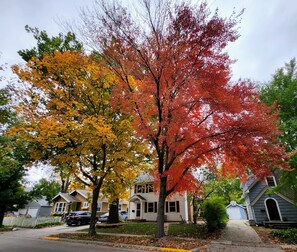 Fall colors 