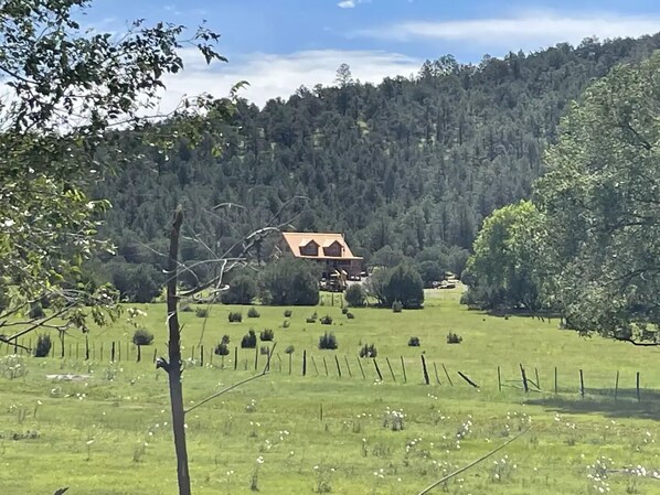 Meadow with elk, horses.
