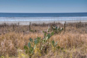 Enjoy the natural landscape on your way to the beach.
