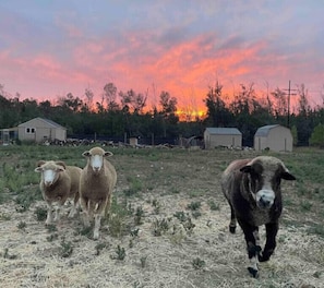 Terrenos do alojamento