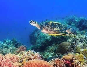 Divers