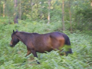 Boendeområde