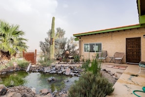 The pond, an oasis for lots of wildlife