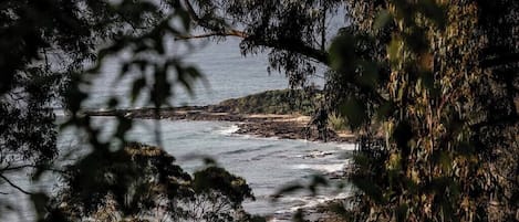 Ocean view through lush tree canopy