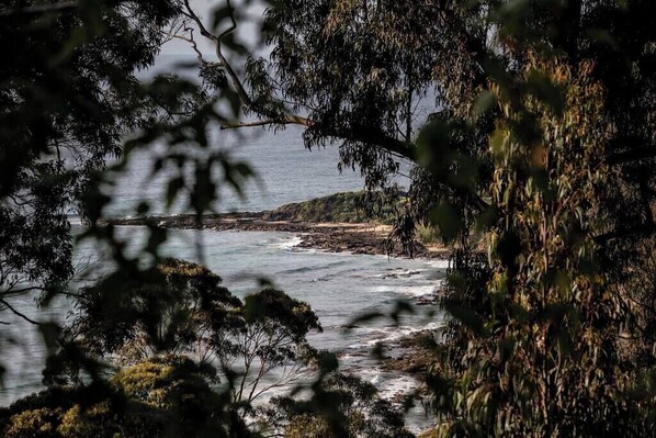 Ocean view through lush tree canopy