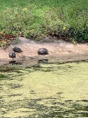 Wild life on the canal.  