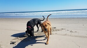Dog friendly beaches