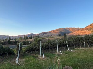 Vineyards to explore