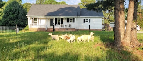 Meadow Farmhouse